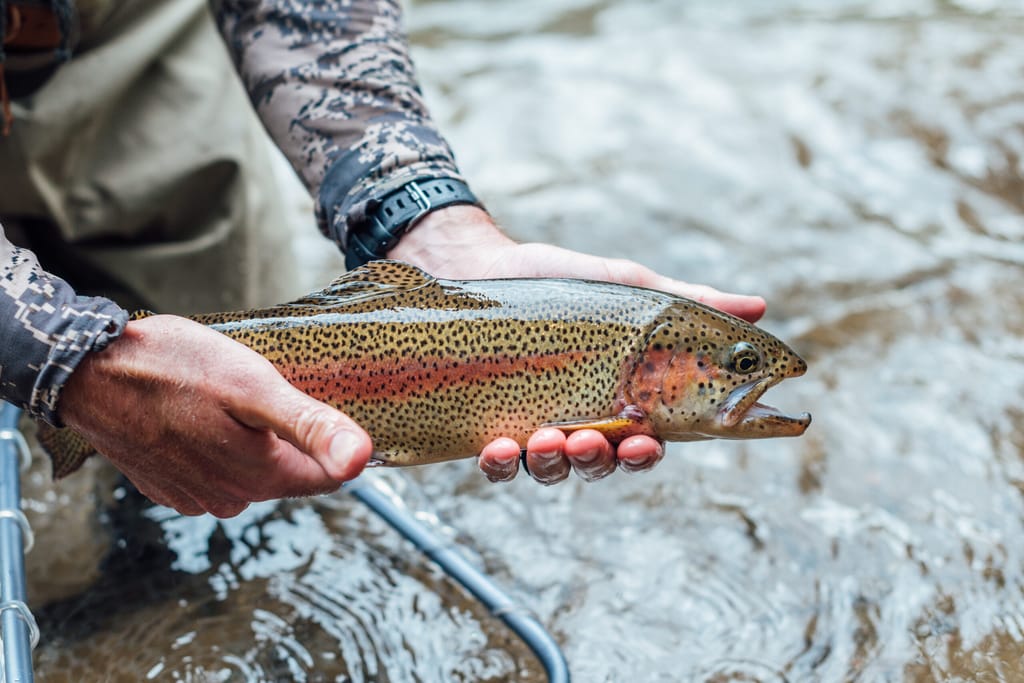 fly fishing vail rainbow trout