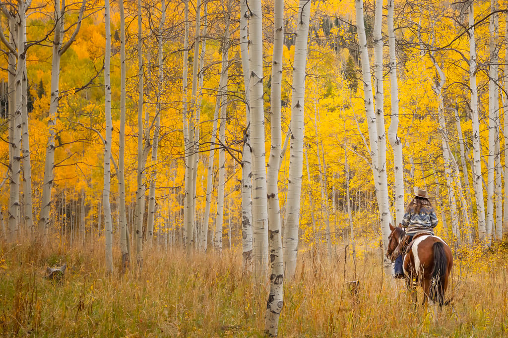 Vail Colorado Fall Autumn Horseback Horse