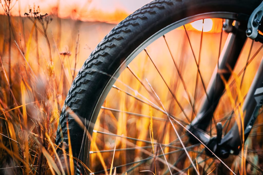 Bicycle Wheel In Dry Autumn Yellow Meadow Grass. Close Up Wheel Detail. Sunset Sunrise Sunlight
