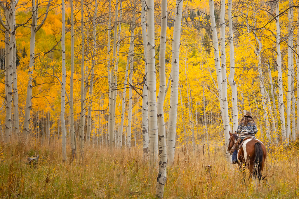Vail Colorado Fall Autumn Horseback Horse