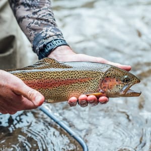 fly fishing vail rainbow trout