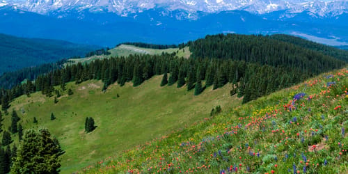 Wildflowers blooming on Shrine Pass, Vail, Colorado, USA.