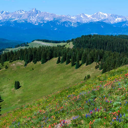 Wildflowers blooming on Shrine Pass, Vail, Colorado, USA.